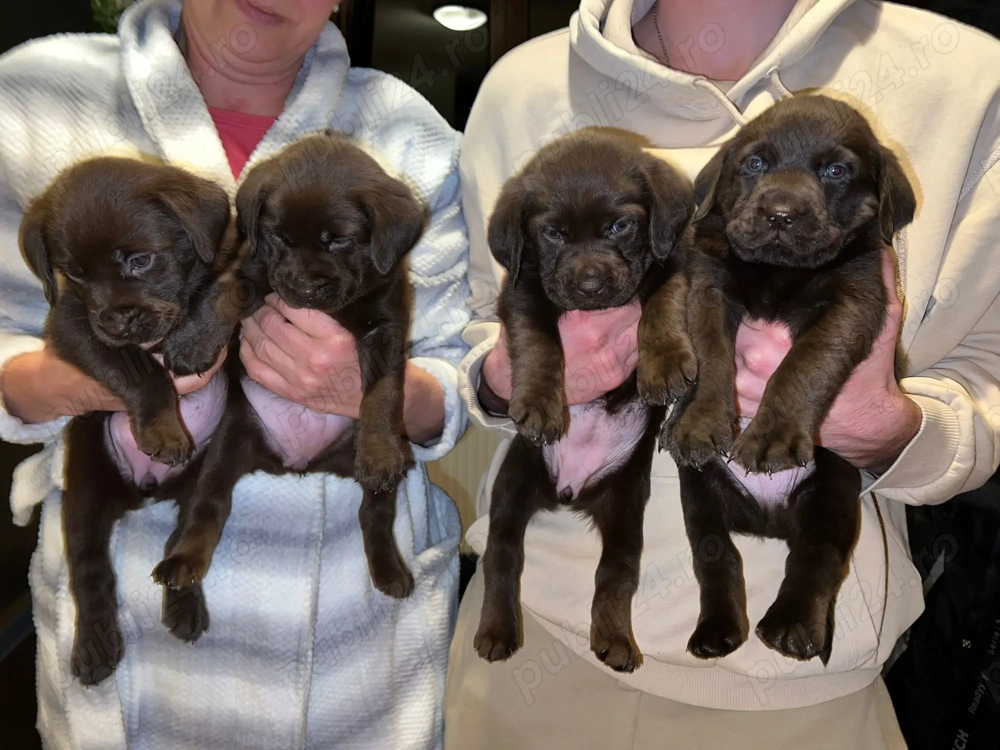 Labrador retriver ciocolatiu