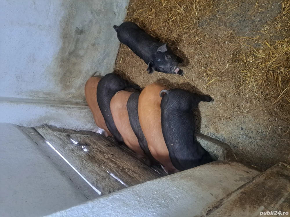 Vând purcei rasă foarte bună 