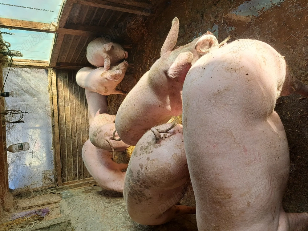 Porci pentru craciun