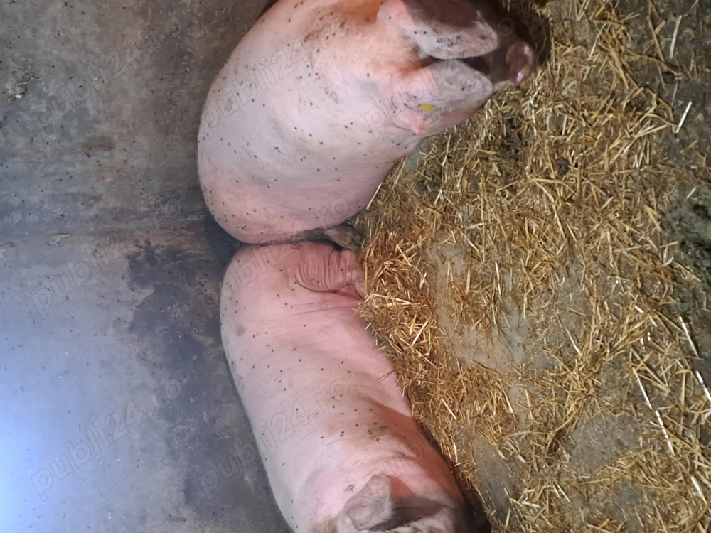 Porci mari de vanzare 