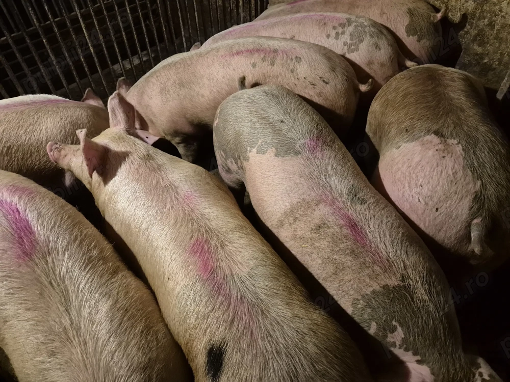 Porci de Carne între 100-230kg 