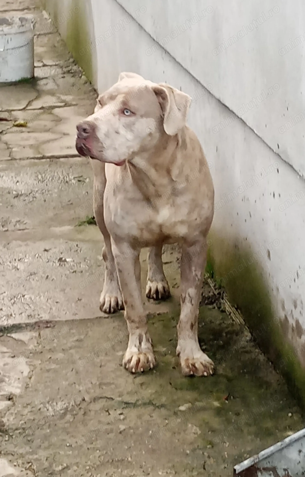 American Bully XL 9 luni