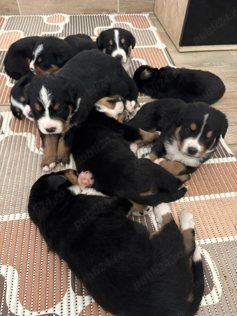 Catei Ciobanesc de Berna