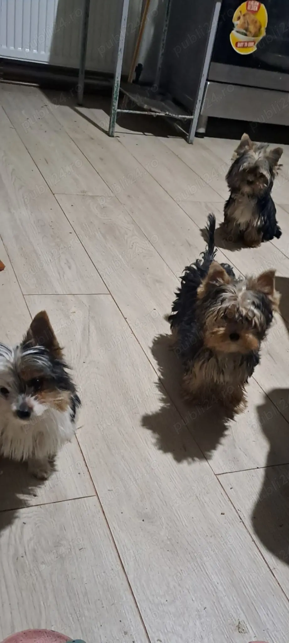 Vand catei yorkishire