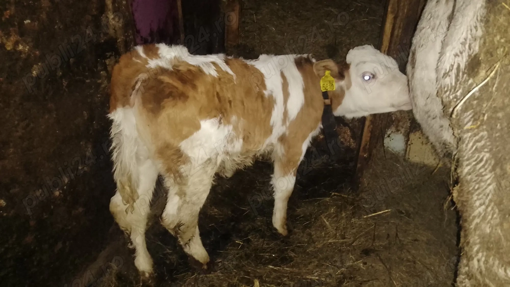 Vând vițel de carne