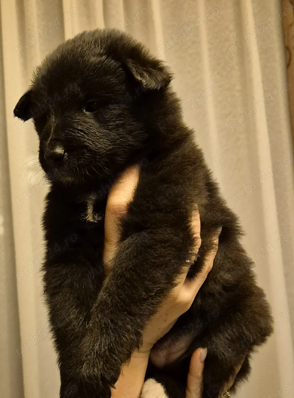 Ciobanesc belgian de groenendael 