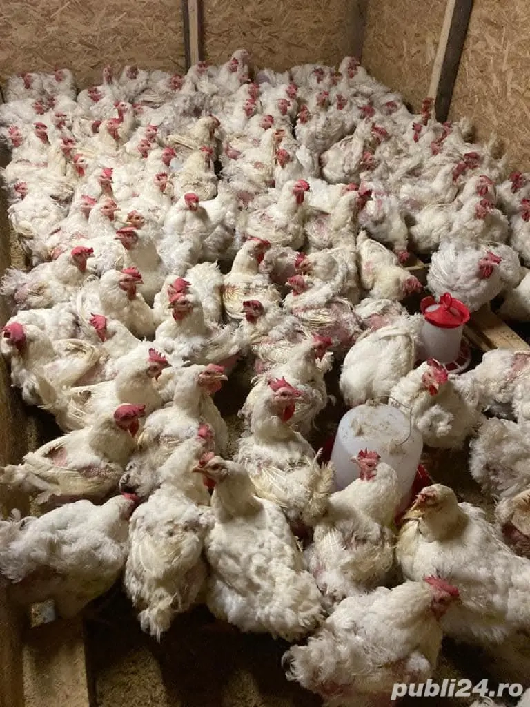Găini albe de carne 