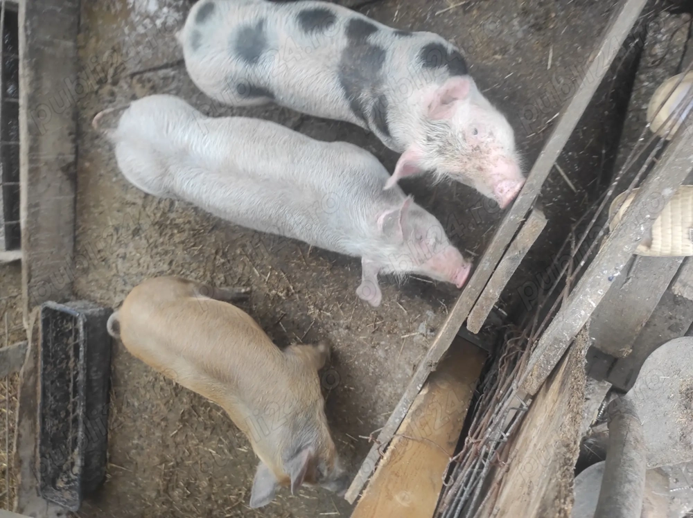 Vând purcei înțărcați și porci de tăiat 