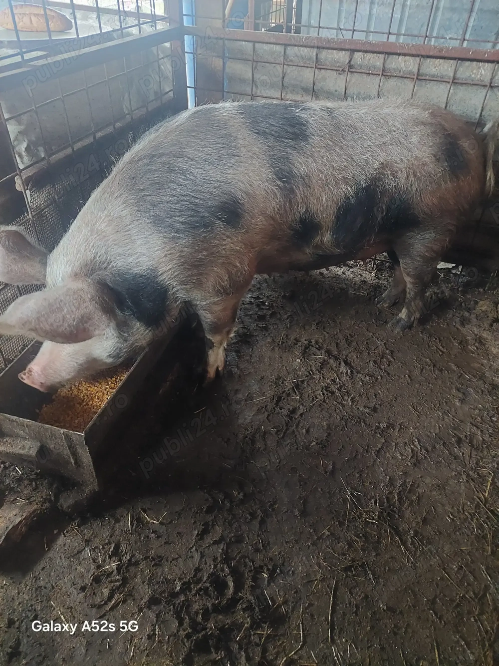 Porc pentru Crăciun 