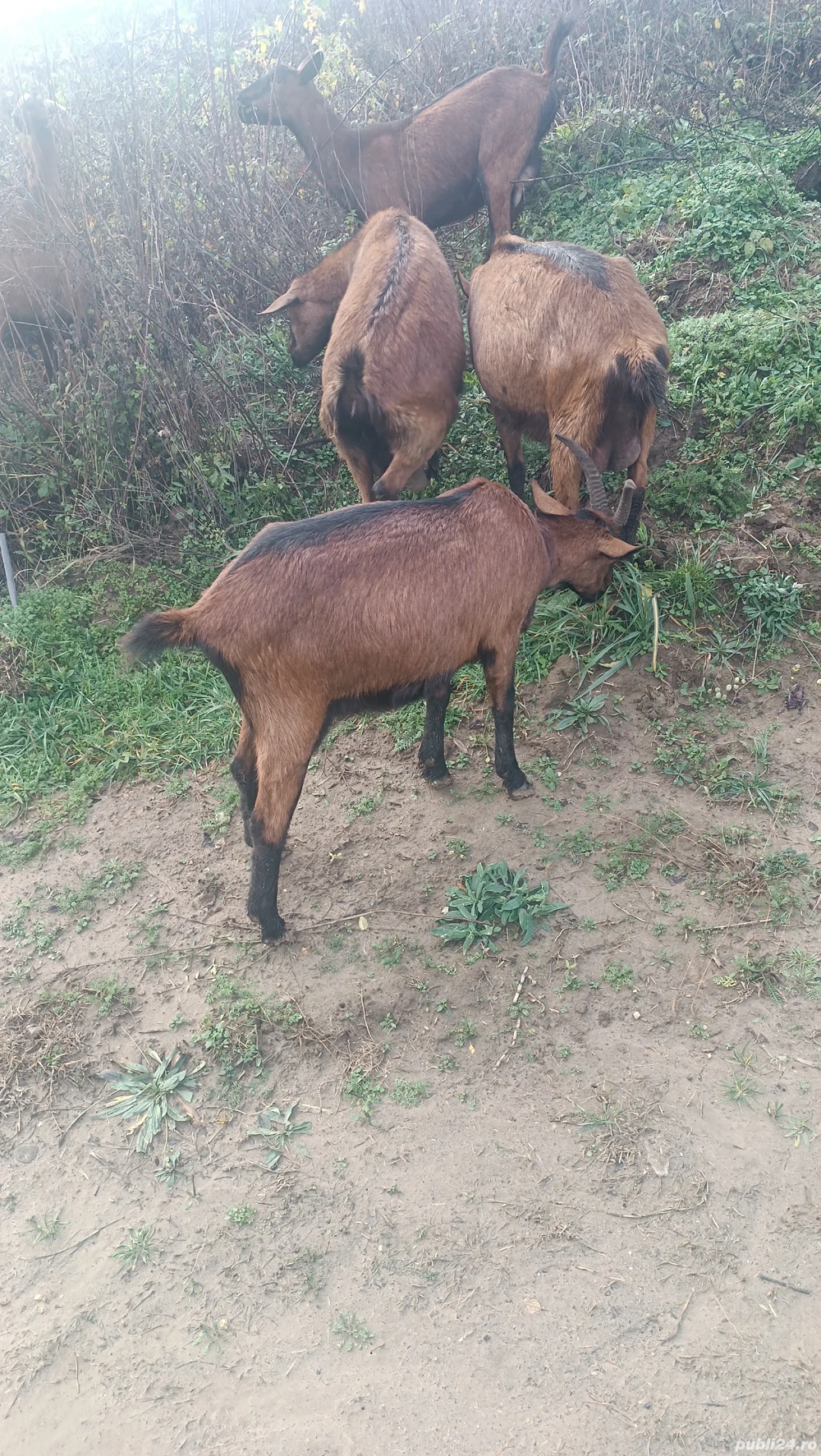 Iede alpina franceza 