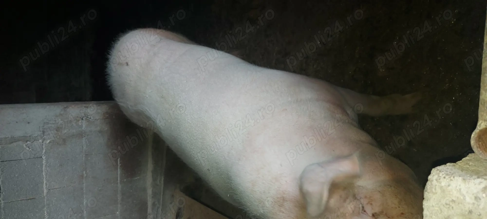Porci de vânzare 