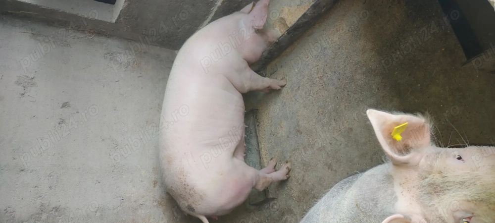 Porci de vânzare 