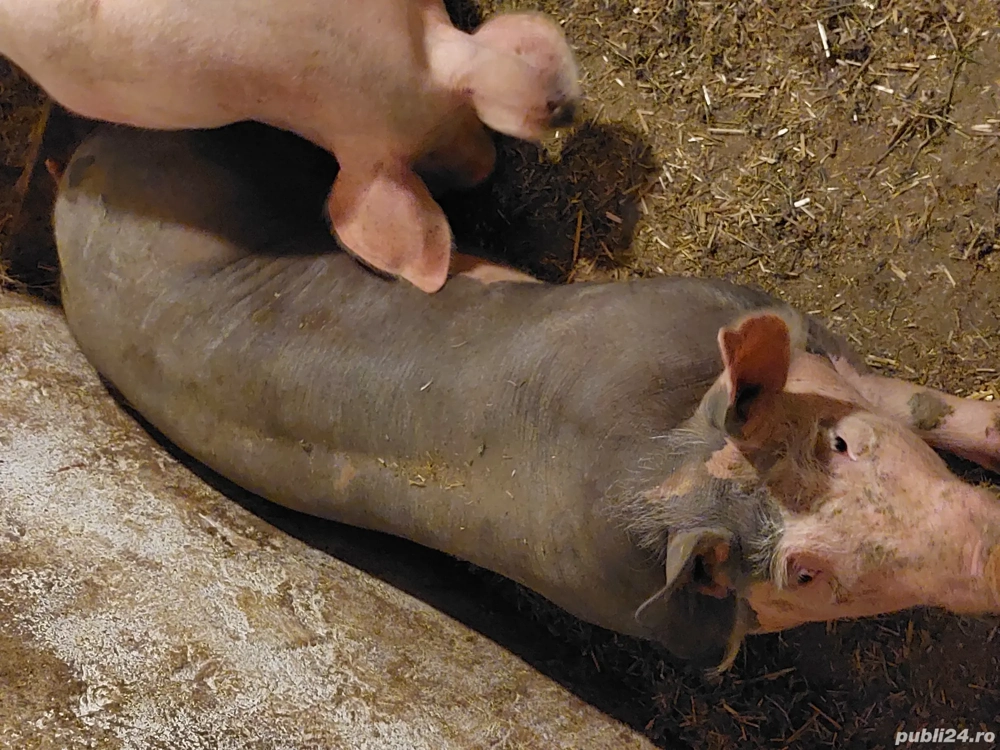 porci de carne rasa pietrain