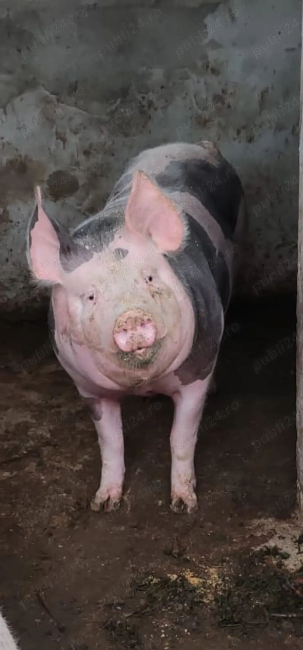 Vand   schimb cu lemne sau cereale doi porci de carne pietrean 