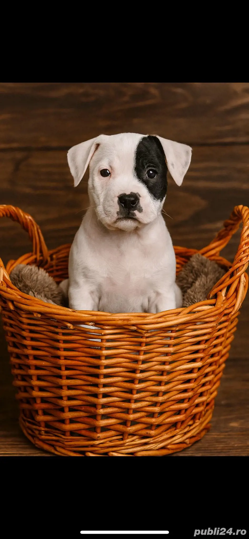 catelusi adorabili isi cauta stapan