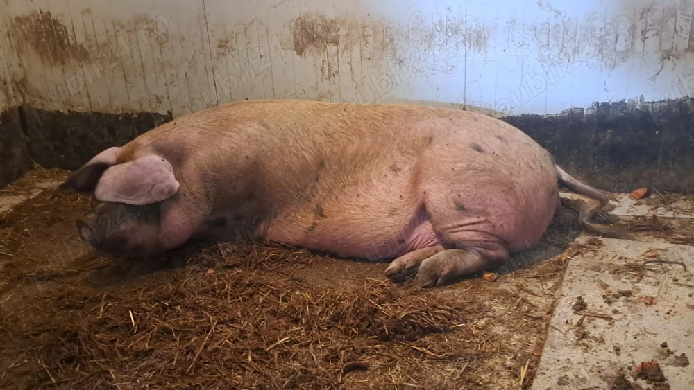 purcica de carne, 200 Kg