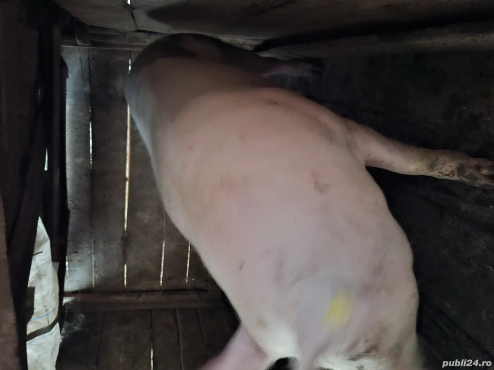 vând porc de Crăciun 