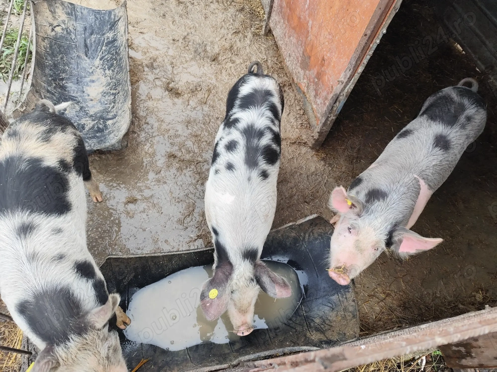 Vând Purcei minim 45kg bucata
