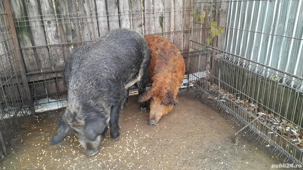 porc mangalita mistret