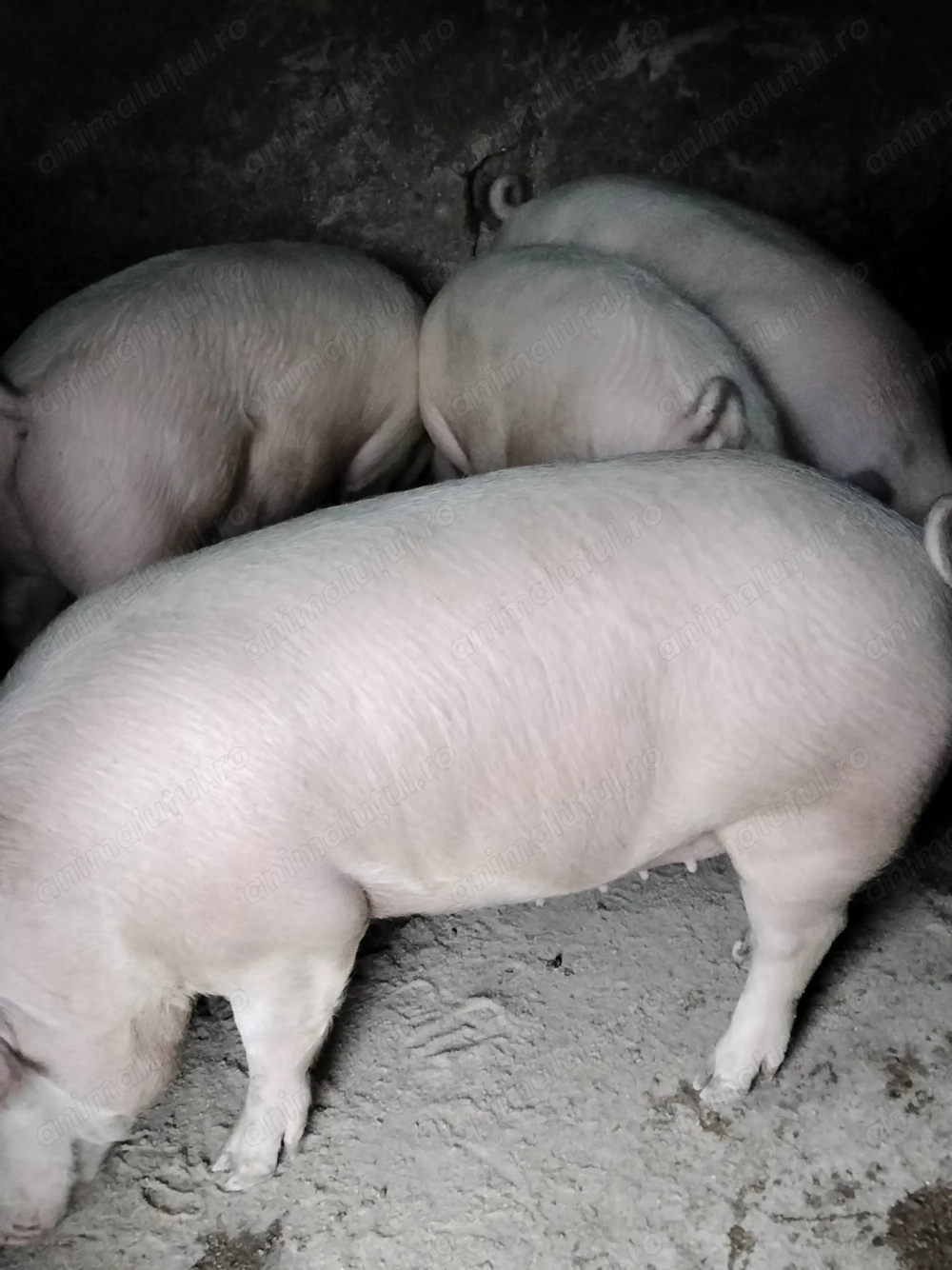Porci de vânzare 