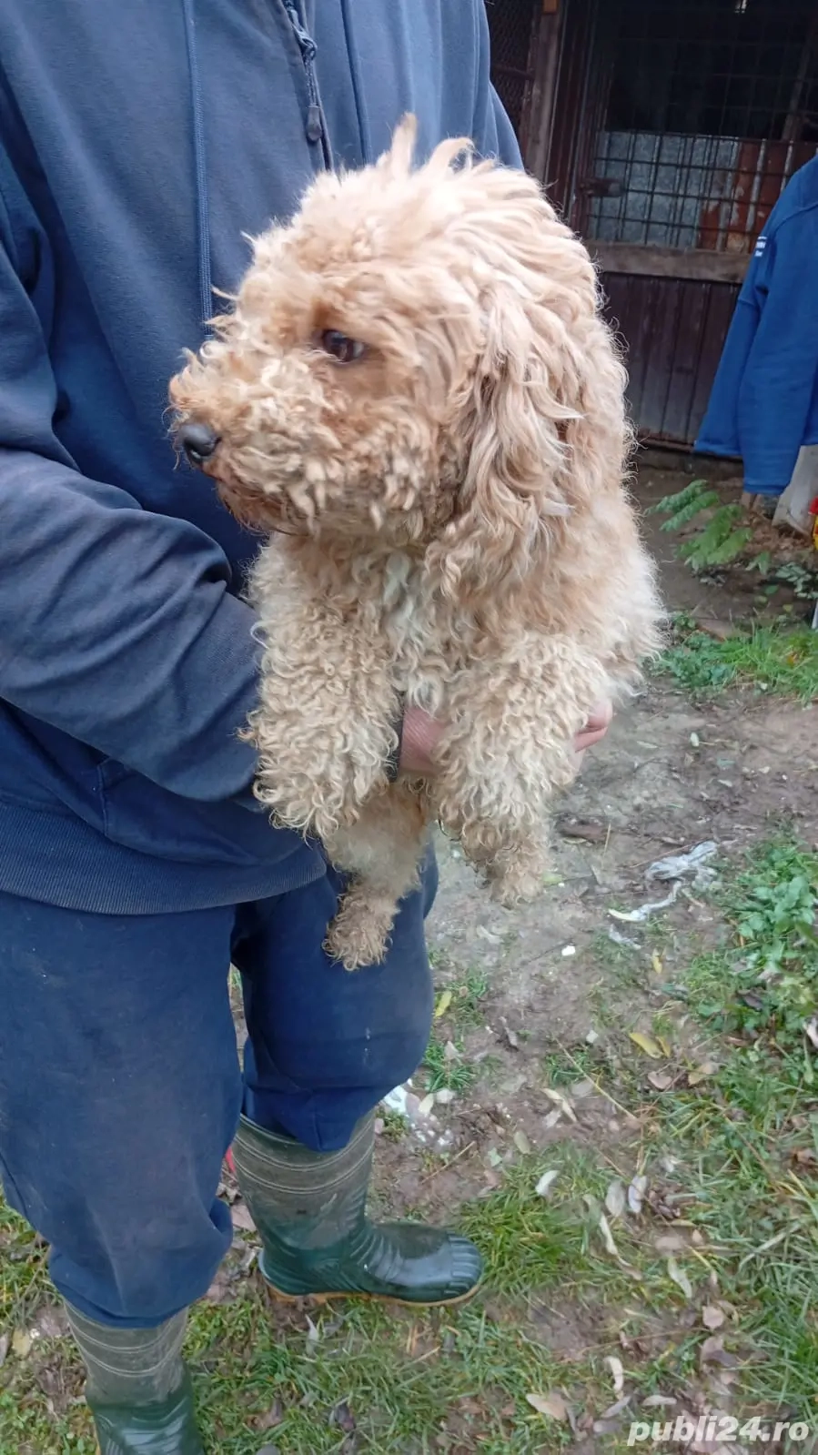 Donez  caniche (pudel) maro