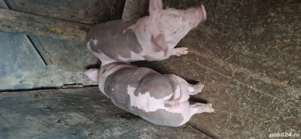 purcei pietran rasă 