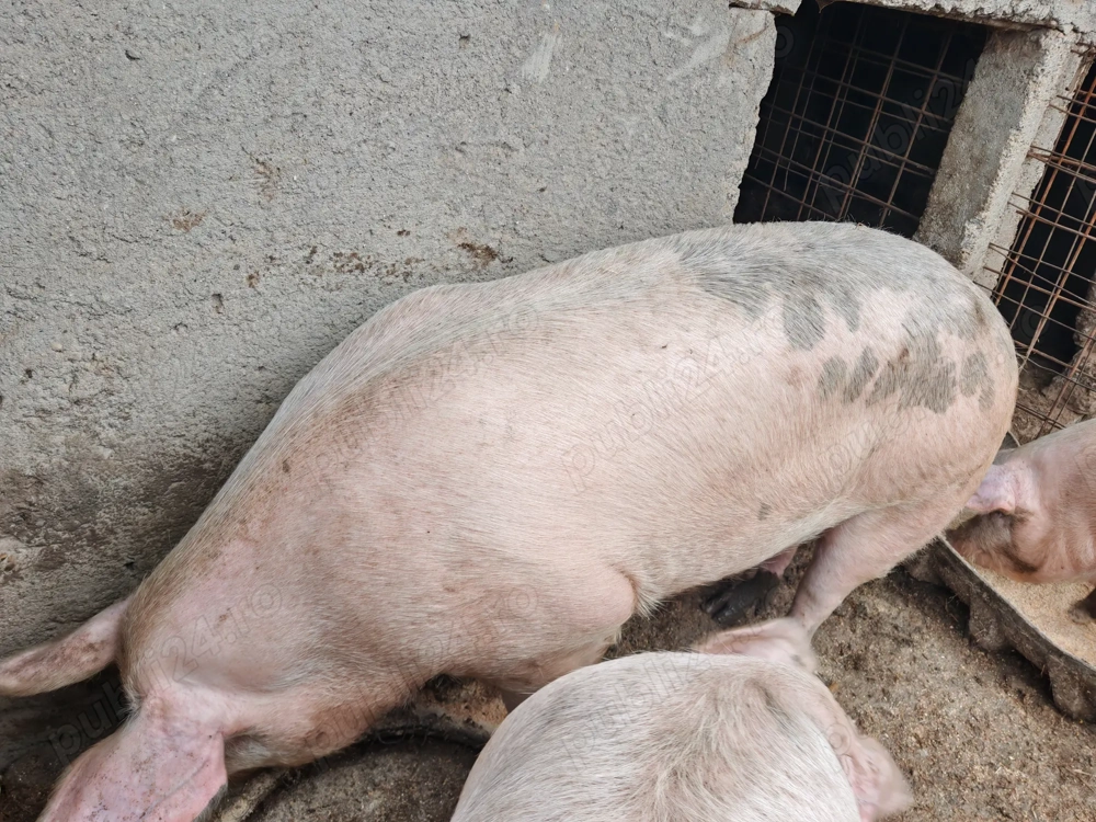 Porci de carne Landras