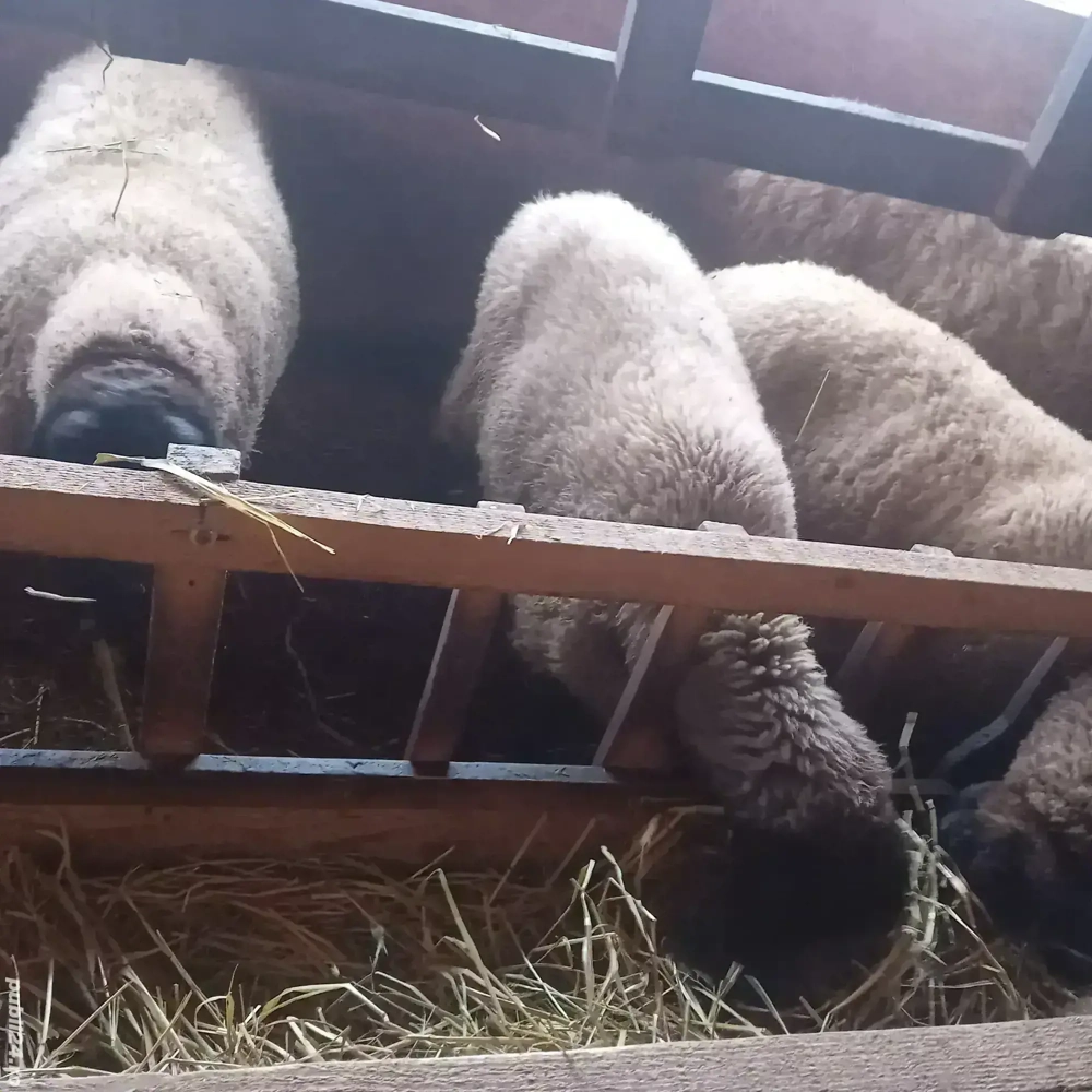 mieluță de vânzare bulgărească 