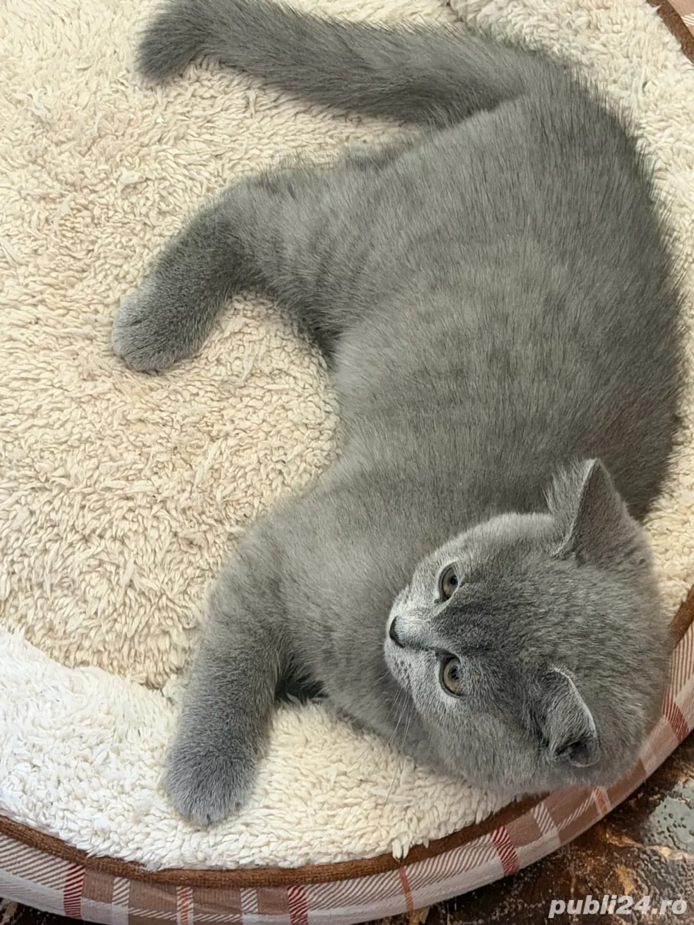 Pui British shorthair