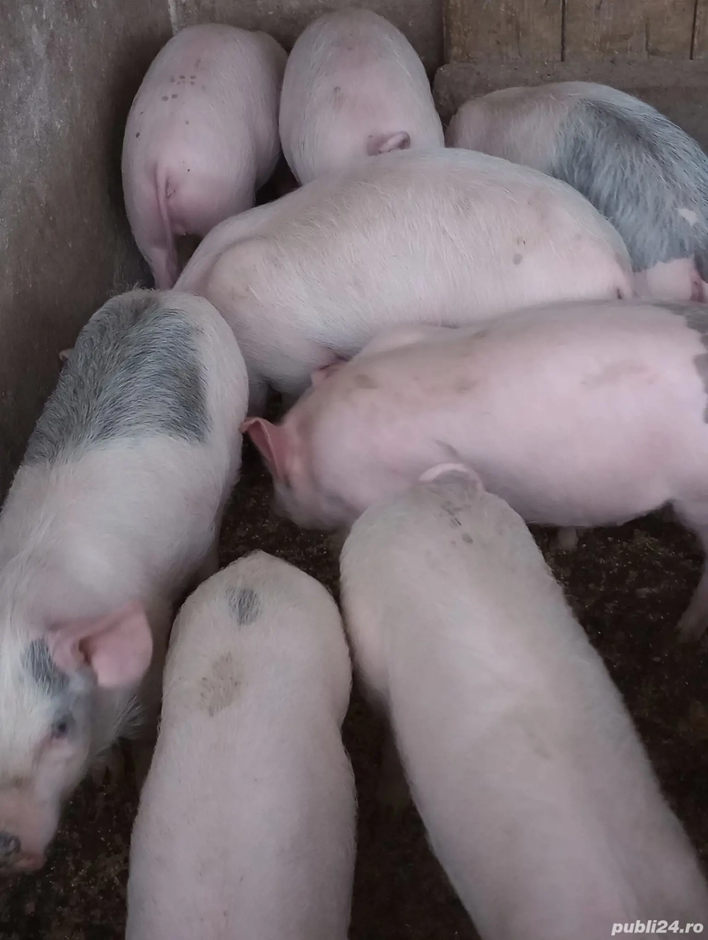 Șuldei de vânzare!!!