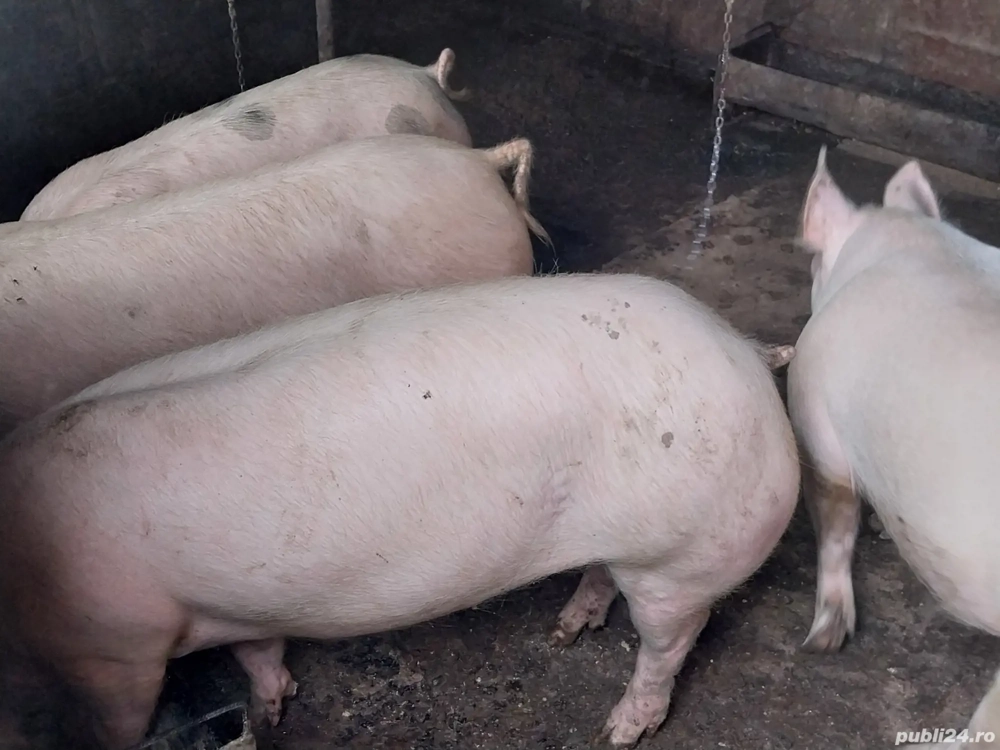 Vând porci de țară,150-160kg 2500 lei