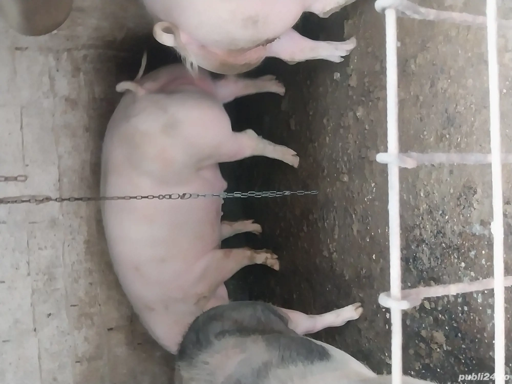 Vând carne de porc cu jumătate sau sfert