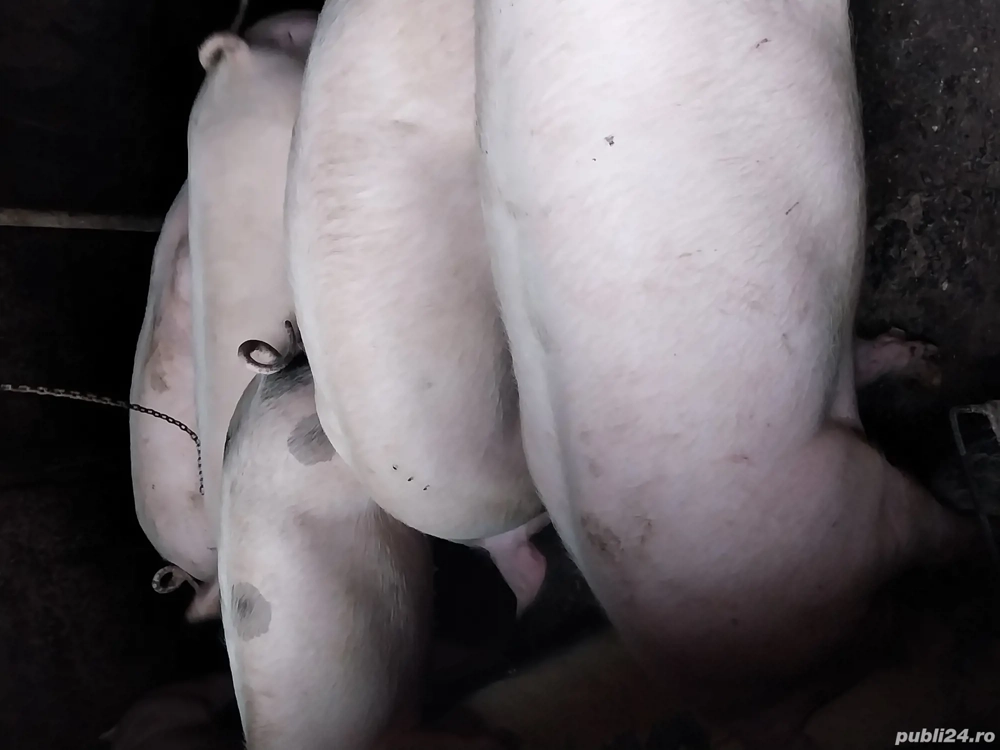 Vând porci de țară 120-130 kg la 2000 lei