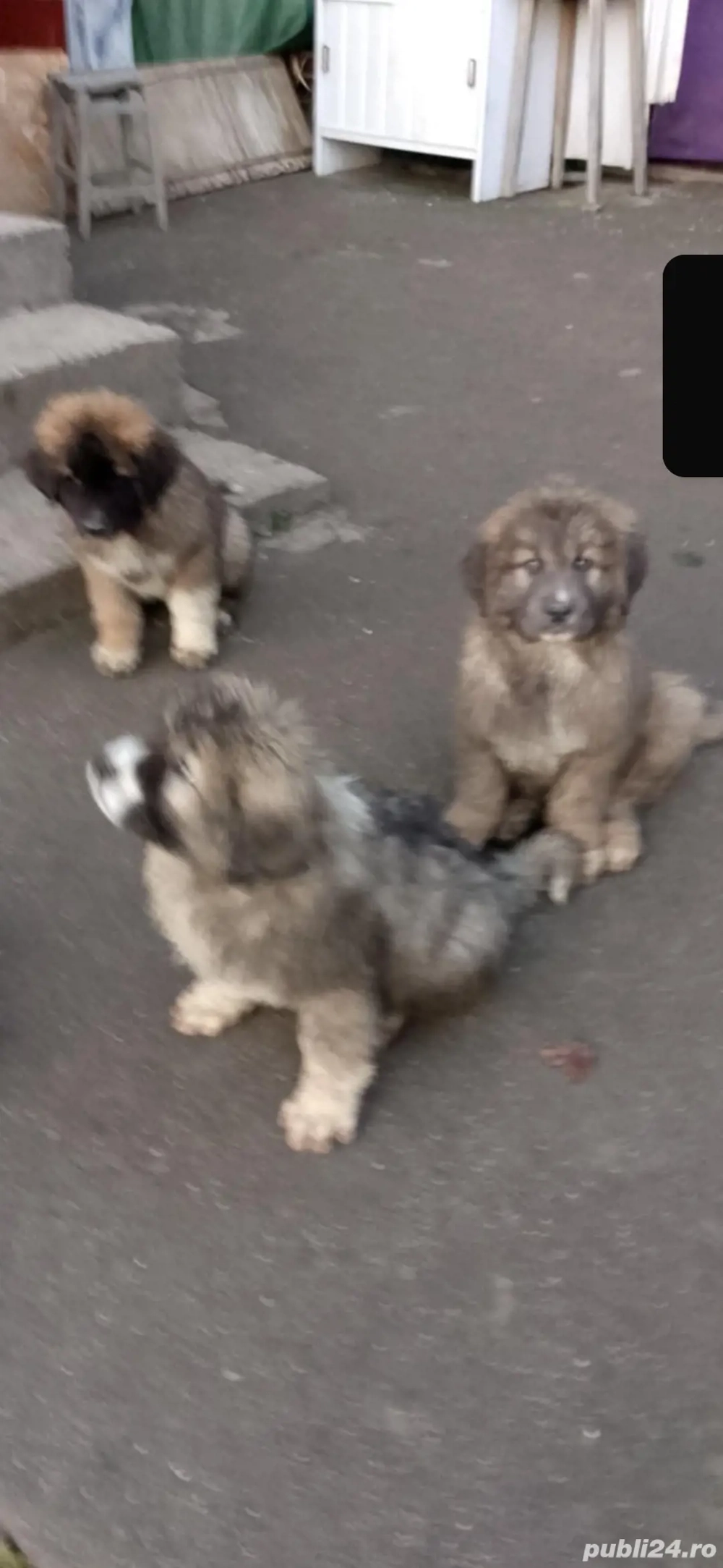 Căței ciobănești 