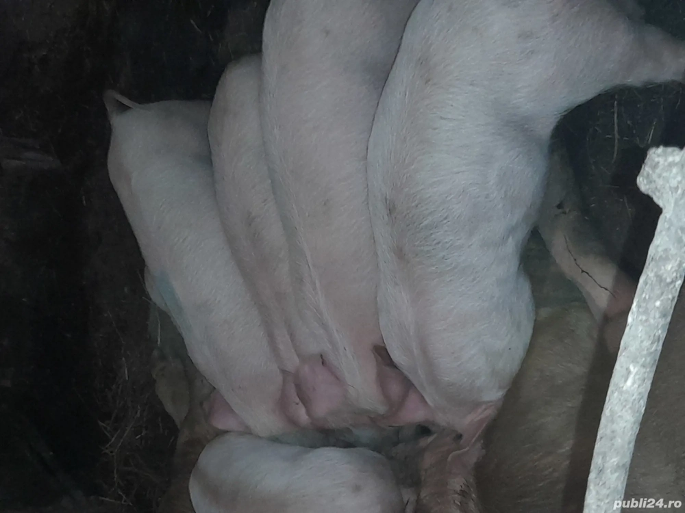 Purcei 8 săptămâni 4 F, 4 M 350 bcatab