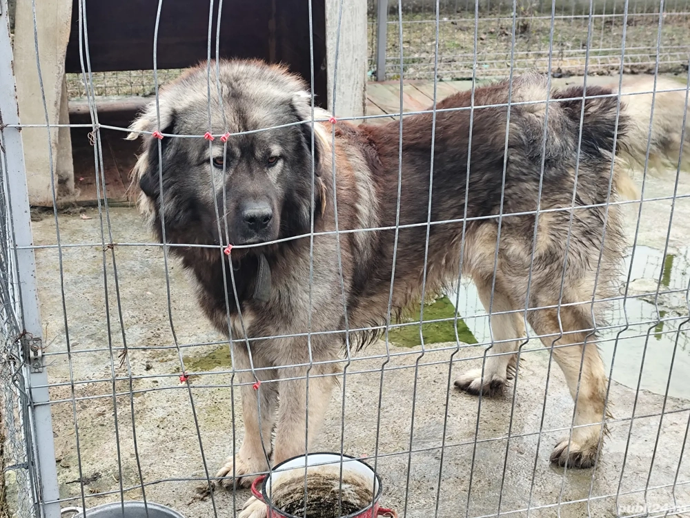 Vand ciobanesc caucazian din tata campion