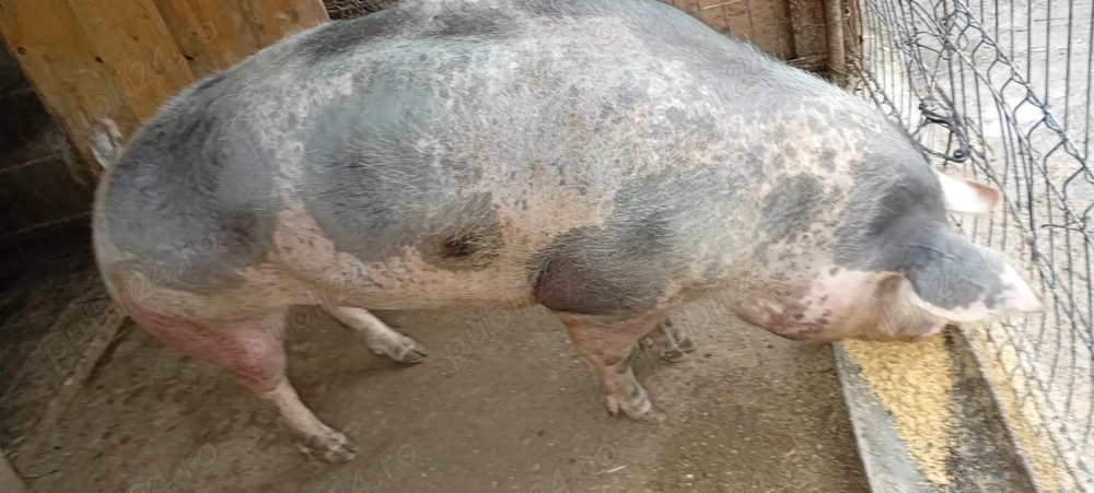 Vând scroafă 250 kg rasa de carne