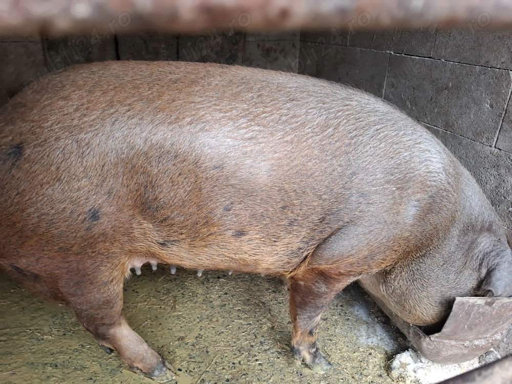Porc de vânzare aprox 150 kg