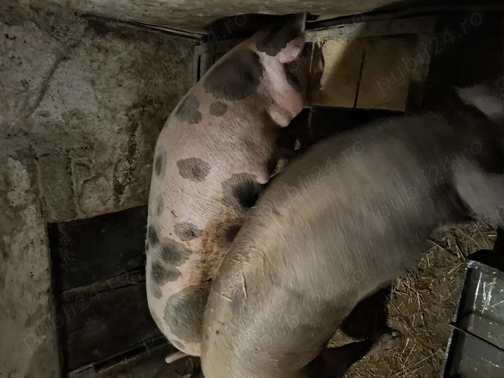 Vând porci de carne in viu sau carcasă 