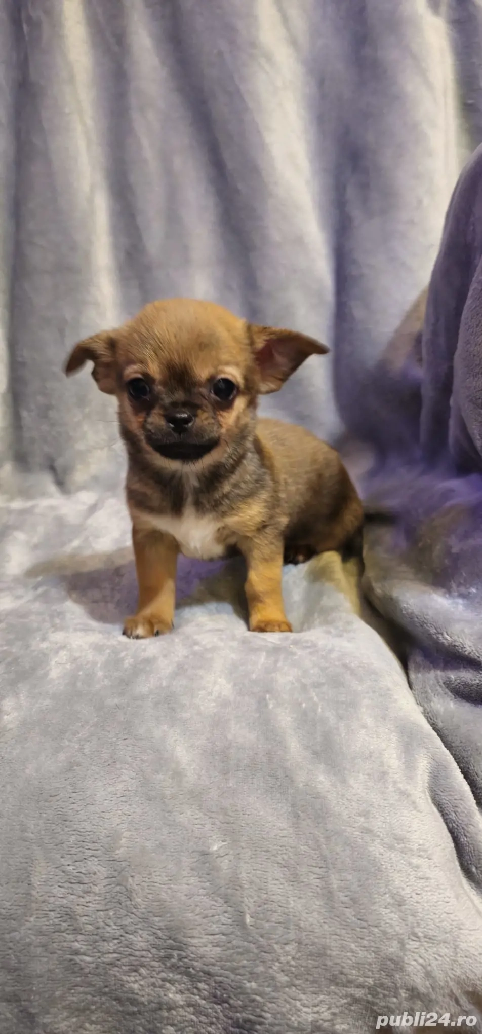 chihuahua baietel superb