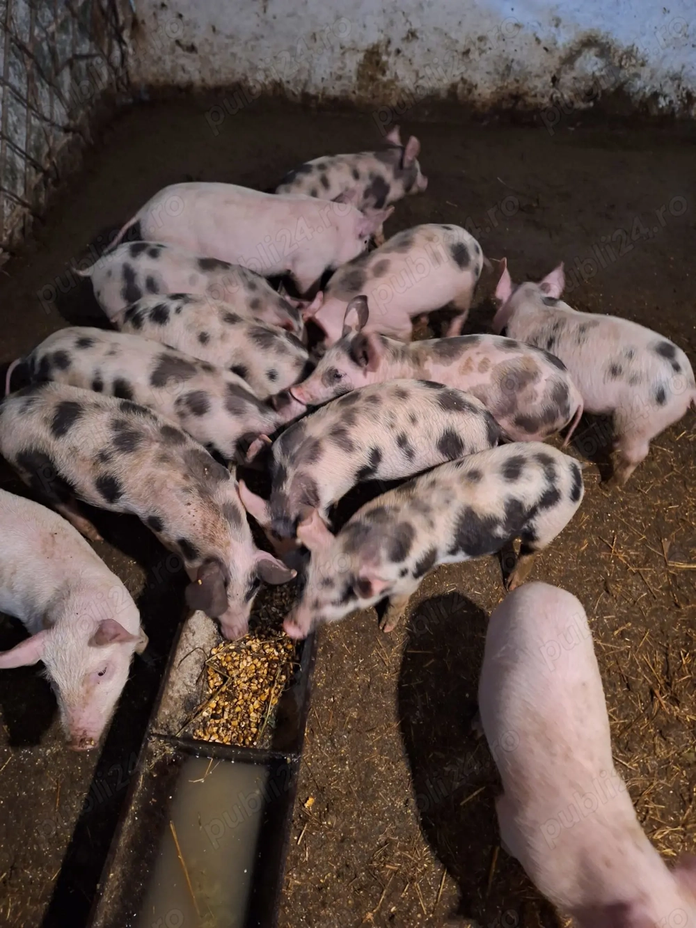 Vând purcei, rasa carne