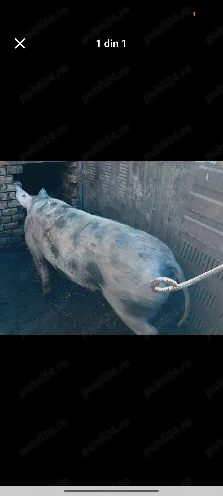 Vând porc pentru sacrificare 14 Lei kg 