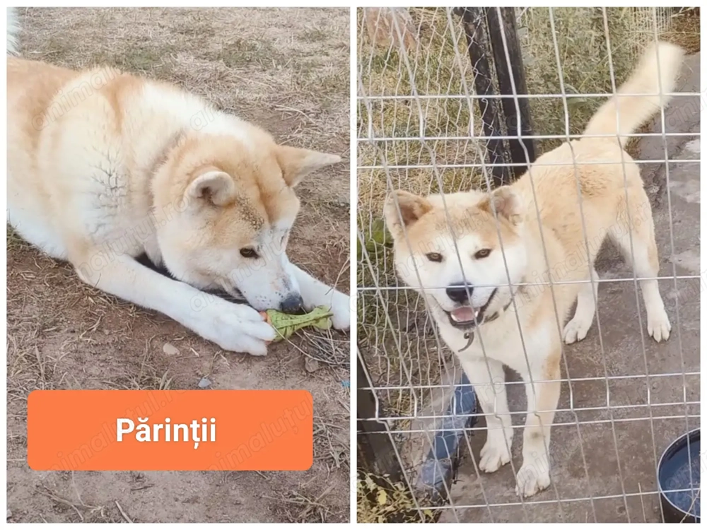 Adulți Akita Inu japonezi gratis 