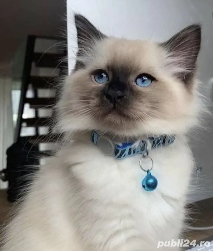 Ragdoll fetita si baietel 
