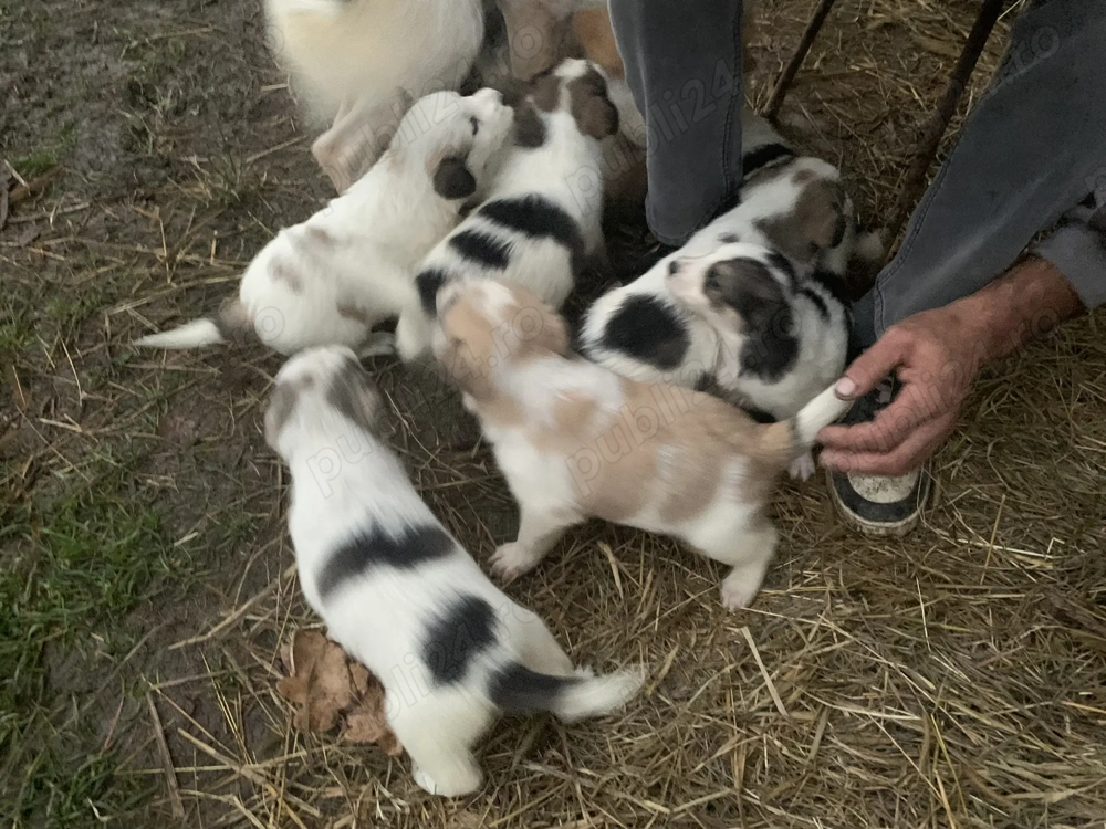 Donez cățeluși drăgălași 