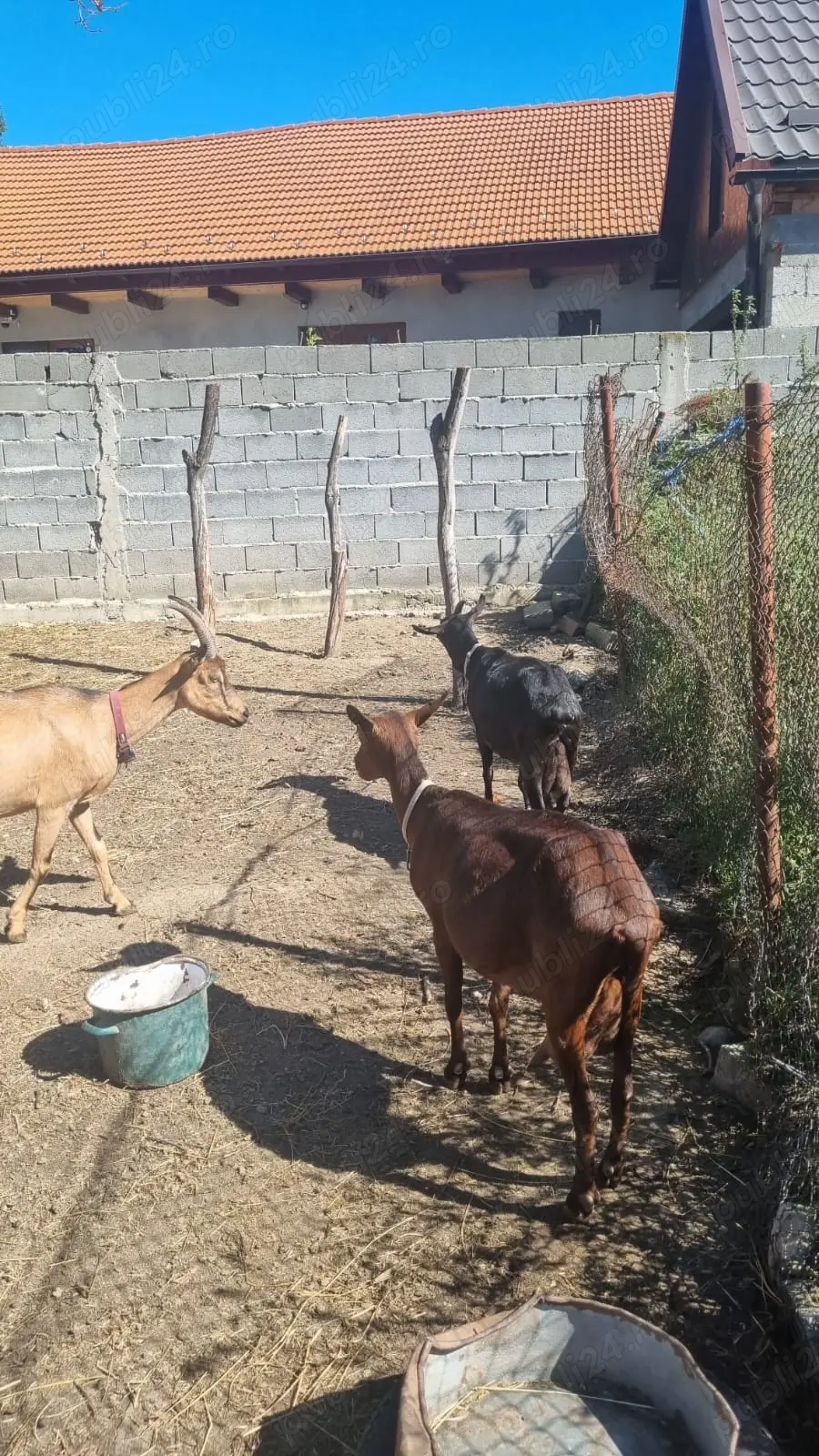 Vand sau schimb capre