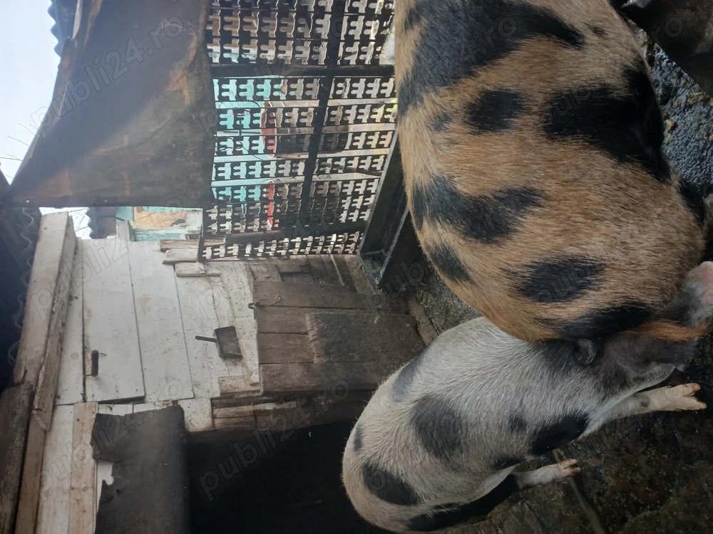 Vând porci cu greutatea cuprinsă între 150 - 200 kg