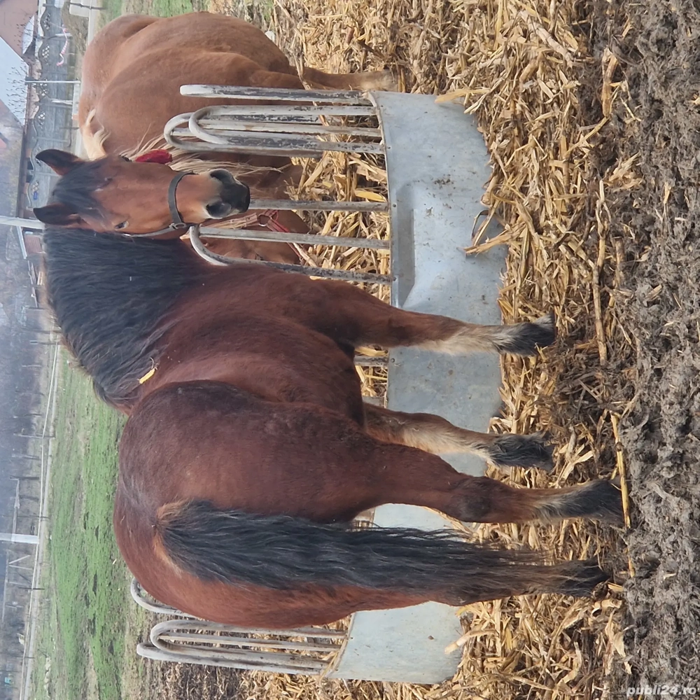 vand sau schimb iapa