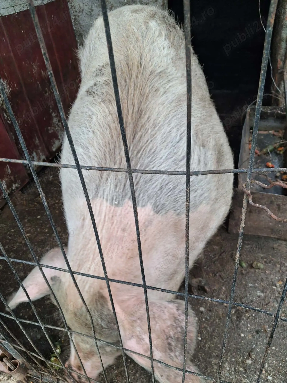 Vând purcea de carne