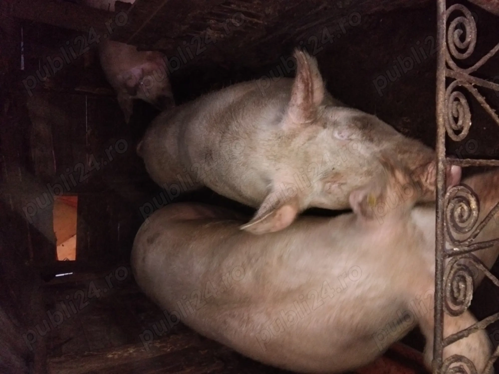 Vandi porci landrace